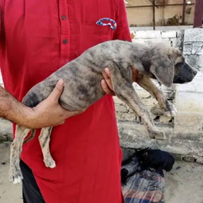 Rampur Hound puppies for sale in Jodhpur