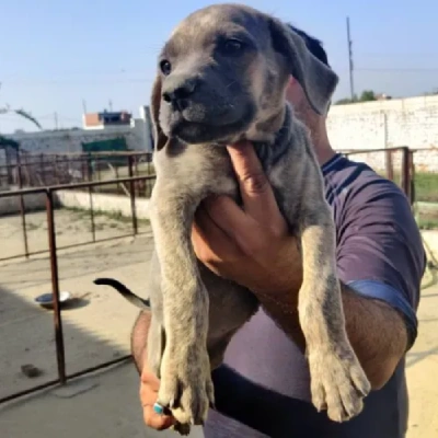 Rampur Hound puppies for sale in Vijayawada