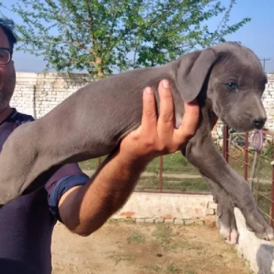 Rampur Hound puppies for sale in Vijayawada