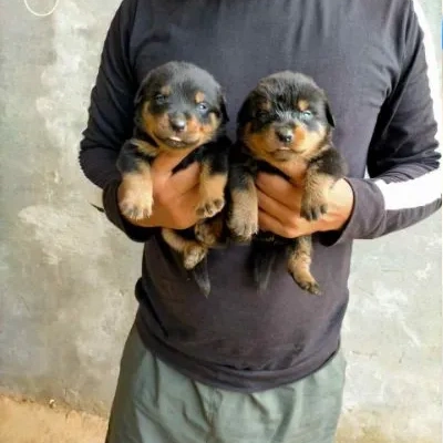 Rottweiler puppies for sale in Udaipur