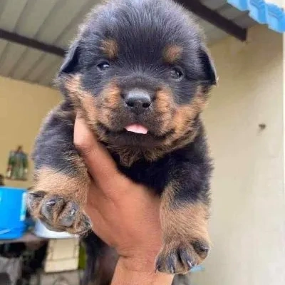 Rottweiler puppies for sale in Ajmer