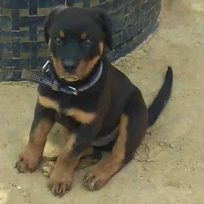 Rottweiler puppies for sale in Udaipur