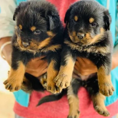 Rottweiler puppies for sale in Udaipur