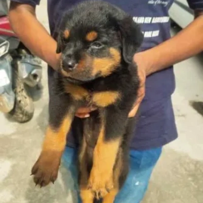 Rottweiler puppies for sale in Bikaner