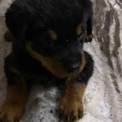 Rottweiler puppies for sale in Vijayawada