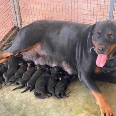 Rottweiler puppies for sale in Vijayawada