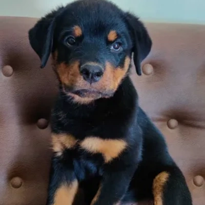 Rottweiler puppies for sale in Bikaner