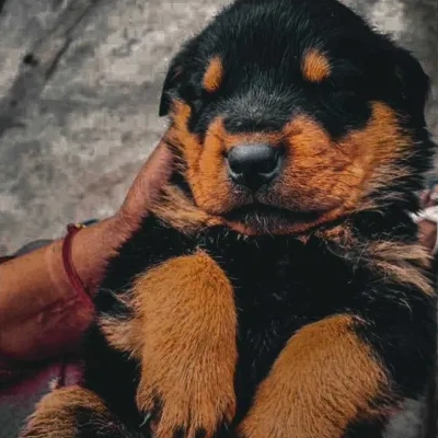 Rottweiler puppies for sale in Udaipur