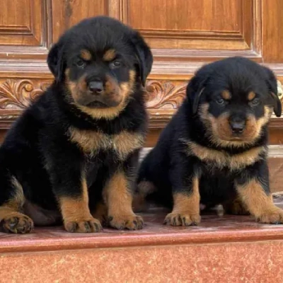 Rottweiler puppies for sale in Udaipur