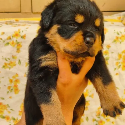 Rottweiler puppies for sale in Vijayawada