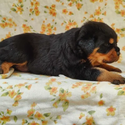 Rottweiler puppies for sale in Vijayawada