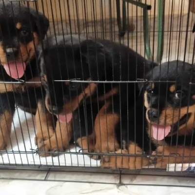 Rottweiler puppies for sale in Vijayawada