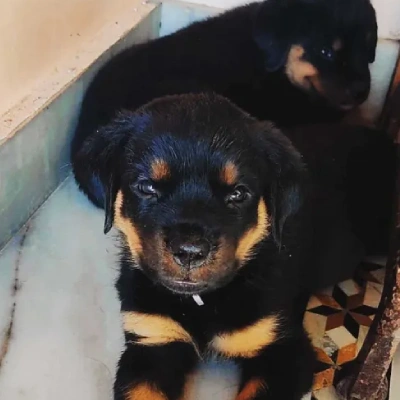 Rottweiler puppies for sale in Vijayawada