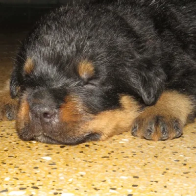 Rottweiler puppies for sale in Bikaner