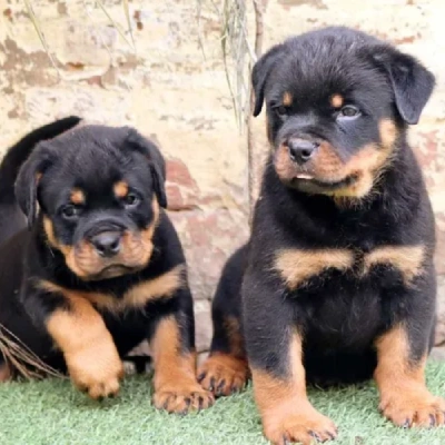 Rottweiler puppies for sale in Bikaner