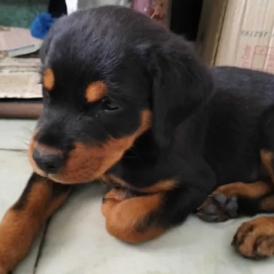 Rottweiler puppies for sale in Vijayawada