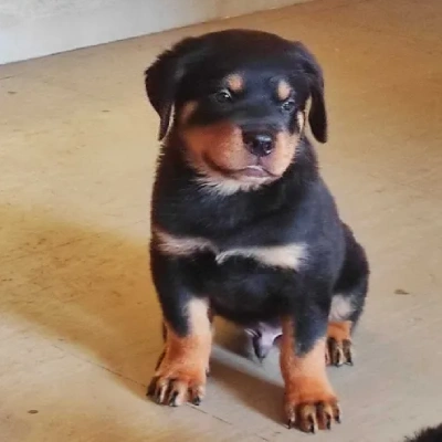 Rottweiler puppies for sale in Udaipur