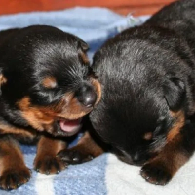 Rottweiler puppies for sale in Udaipur