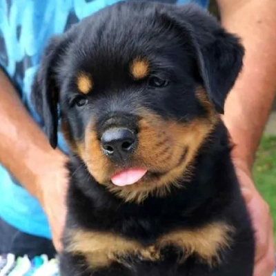 Rottweiler puppies for sale in Udaipur