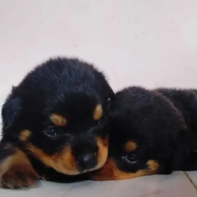 Rottweiler puppies for sale in Vijayawada