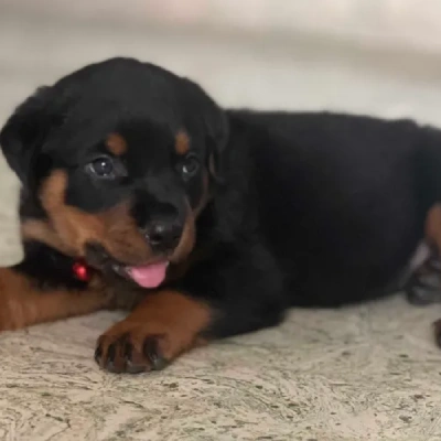 Rottweiler puppies for sale in Ajmer