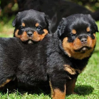 Rottweiler puppies for sale in Vijayawada