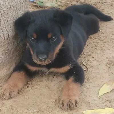 Rottweiler puppies for sale in Ajmer