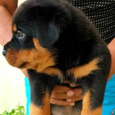 Rottweiler puppies for sale in Vijayawada