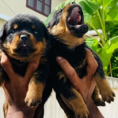 Rottweiler puppies for sale in Udaipur