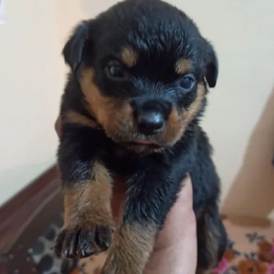 Rottweiler puppies for sale in Bikaner