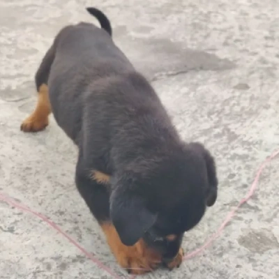 Rottweiler puppies for sale in Bikaner