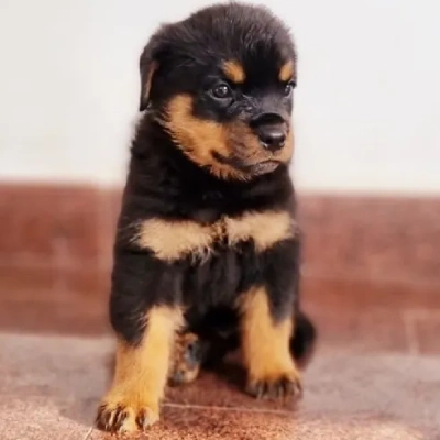 Rottweiler puppies for sale in Ajmer