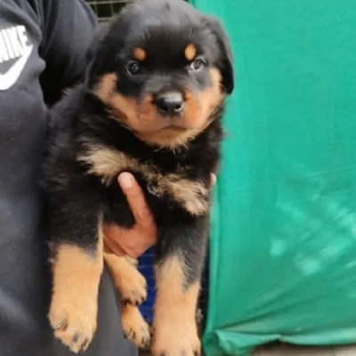 Rottweiler puppies for sale in Udaipur