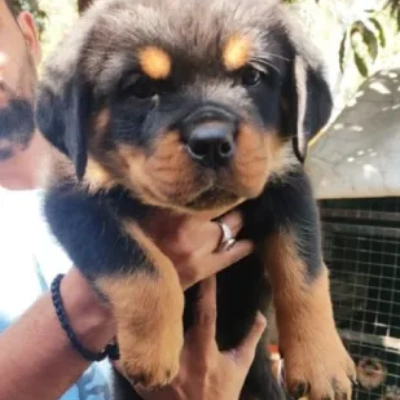 Rottweiler puppies for sale in Bikaner