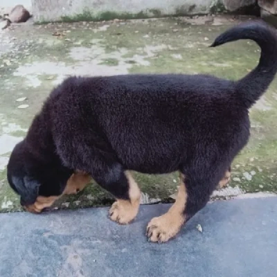 Rottweiler puppies for sale in Vijayawada