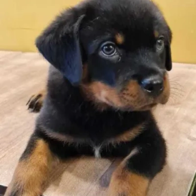 Rottweiler puppies for sale in Udaipur