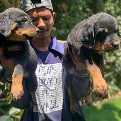 Rottweiler puppies for sale in Udaipur