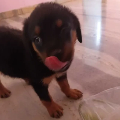 Rottweiler puppies for sale in Visakhapatnam