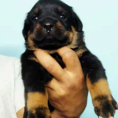 Rottweiler puppies for sale in Vijayawada