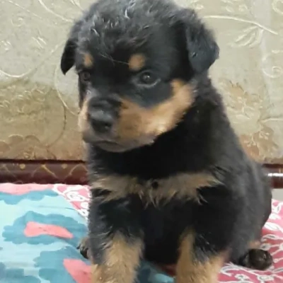 Rottweiler puppies for sale in Ajmer