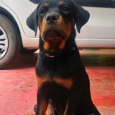 Rottweiler puppies for sale in Vijayawada