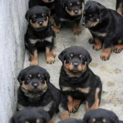 Rottweiler puppies for sale in Vijayawada