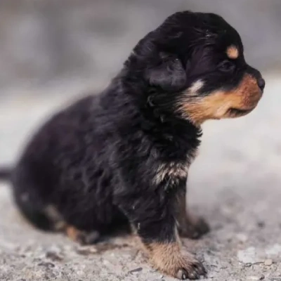 Rottweiler puppies for sale