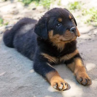 Rottweiler puppies for sale in Udaipur