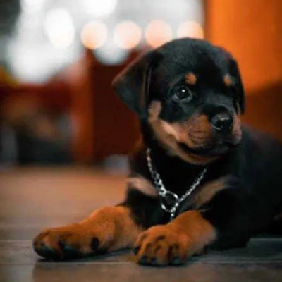 Rottweiler puppies for sale in Bikaner