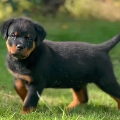 Rottweiler puppies for sale in Vijayawada