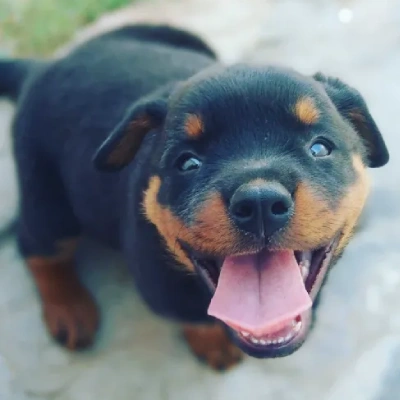 Rottweiler puppies for sale in Vijayawada