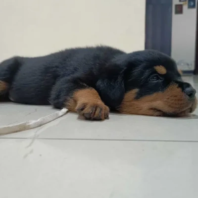 Rottweiler puppies for sale in Udaipur