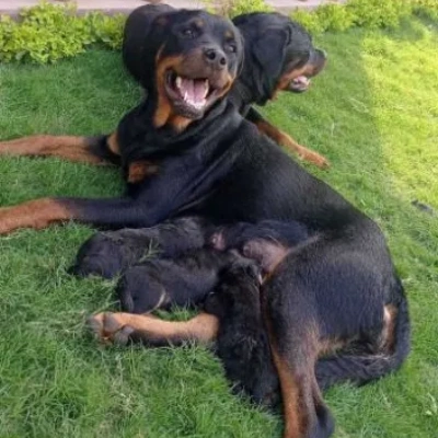 Rottweiler puppies for sale in Udaipur