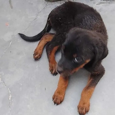 Rottweiler puppies for sale in Vijayawada